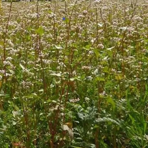 Rgt Mix 2. csávázatlan