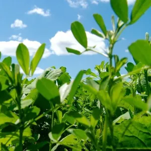 Ekola-Komlós csávázatlan oltott I. fok