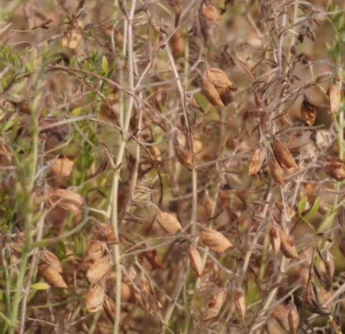 Lencse zöld csávázatlan kereskedelmi