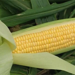 Spirit csávázatlan