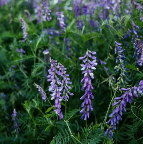 Omiros tavasz csávázatlan I. fok