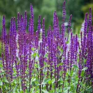 Ligeti zsálya-Salvia nemorosa csávázatlan