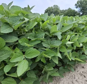 Apollina natúr II. fok