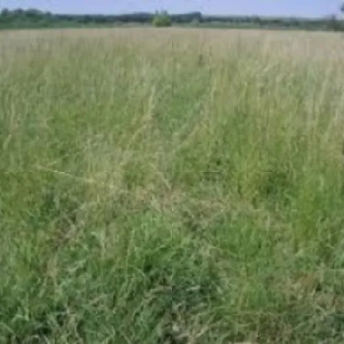 Borneo csávázatlan