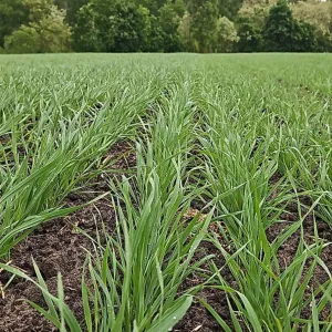 Bellima csávázatlan I. fok