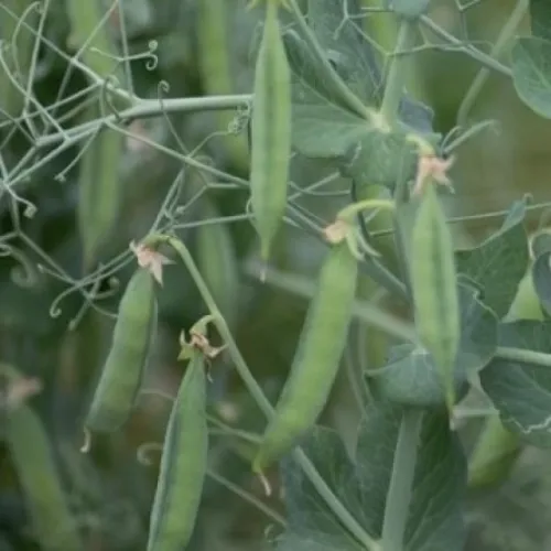 Kaplan csávázatlan I. fok