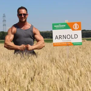 Arnold Plusz csávázott+stimulátor II. fok