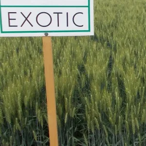 KWS Exotic csávázott II. fok