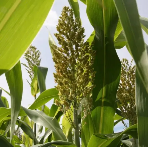 Asolo TRIS keverék BMR csávázatlan