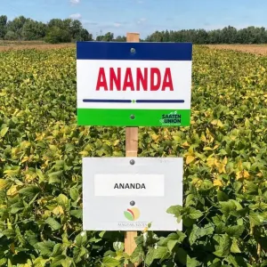 Ananda csávázatlan oltott I. fok