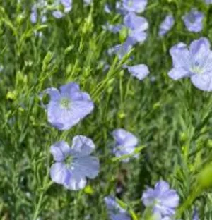 Empress csávázatlan