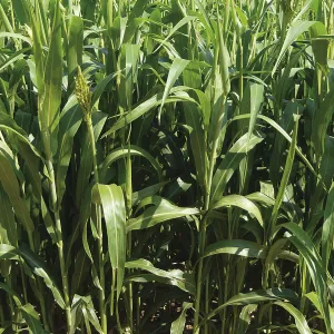 Nutri Honey csávázott