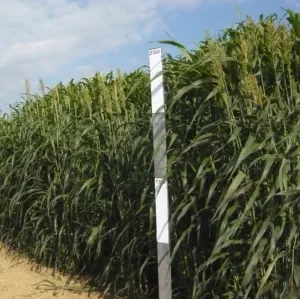 Hay Day csávázatlan