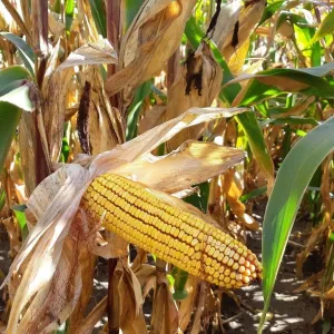 RGT Auxkar csávázott