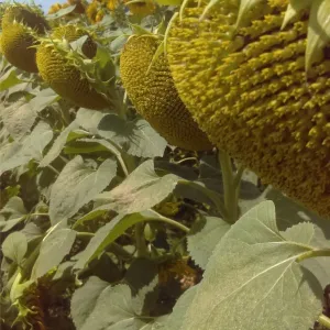 Sulfonor csávázott