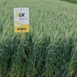 GK Körös csávázott II. fok