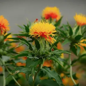 Sáfrányos szeklice-Carthamus tinctorius csávázatlan