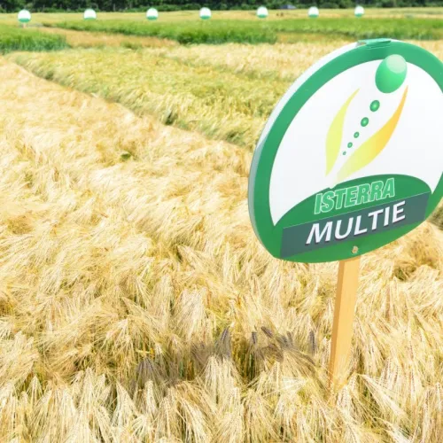 Multie csávázott II. fok