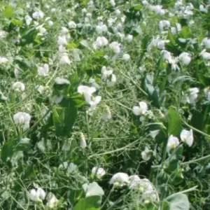 Impuls csávázatlan II. fok