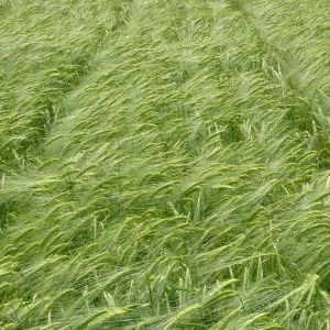 GK Judy csávázott II. fok