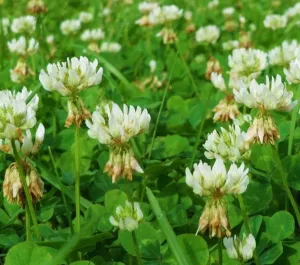 Szarvasi Alexandra csávázatlan