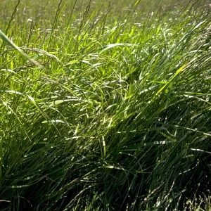 Medoacus tetraploid csávázatlan