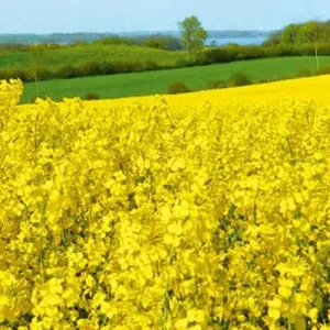 Manhattan Rapool Seed Power Premium Plus csávázott+rovarölő +stimulátor