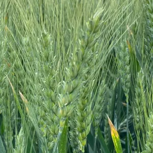 Algeri csávázott II. fok