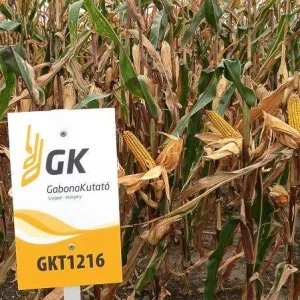 GKT 1216 csávázott