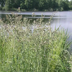 Lidacta csávázatlan