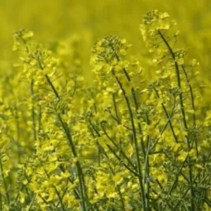 RGT Amazzonite csávázott+rovarölő