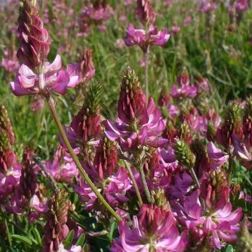 Baltacim csávázatlan