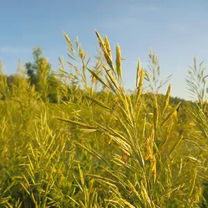 Manitou csávázatlan