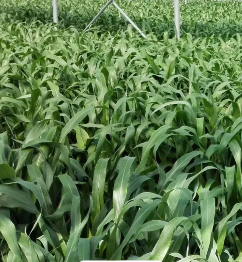 Ruzrok csávázatlan