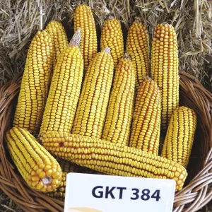 GKT 384 csávázatlan