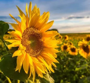 RGT RA1049266 AR csávázott