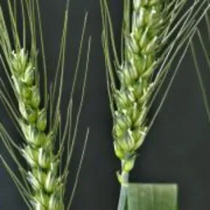 GK Szereda csávázott II. fok