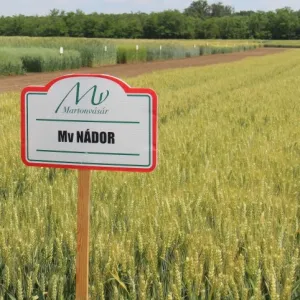 MV Nádor csávázott II. fok