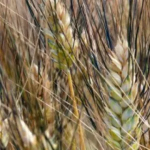 IS Karmadur csávázott II. fok