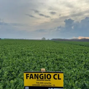 Fangio CL Rapool Seed Power Premium Plus csávázott+rovarölő +stimulátor