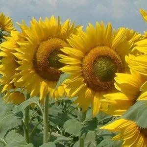 LG 50.479 SX Tesoro csávázott