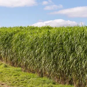 Szarvasi-1 csávázatlan