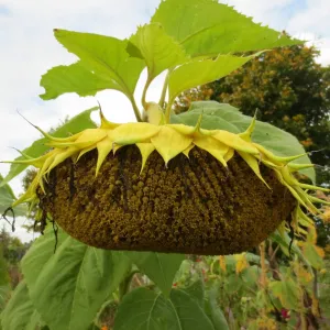 LG 50.540 HO CLP csávázott