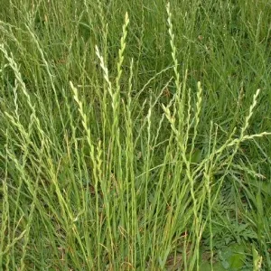 Nui diploid csávázatlan