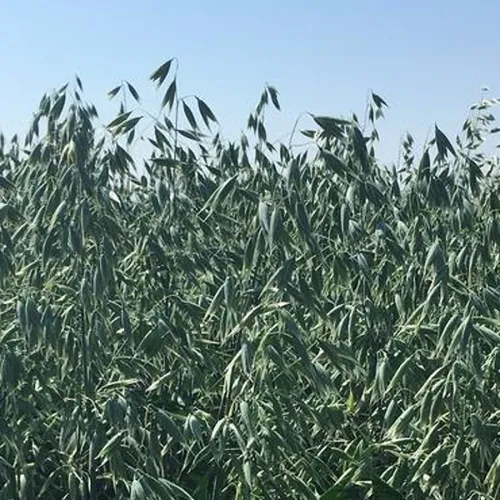 Perun csávázott I. fok