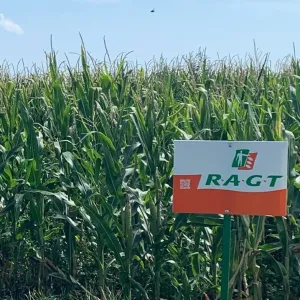 RGT Exxemplair Duo System csávázott