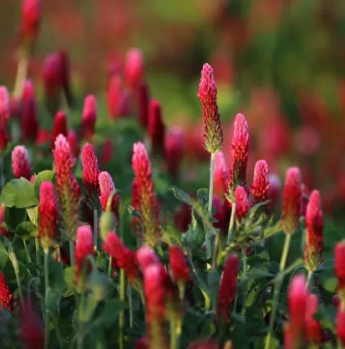 Zöldugar 37. csávázatlan