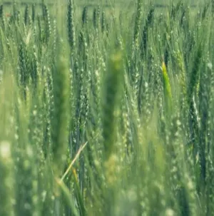 Reciproc csávázatlan I. fok