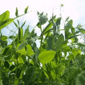 Assas BIO csávázatlan BIO I. fok