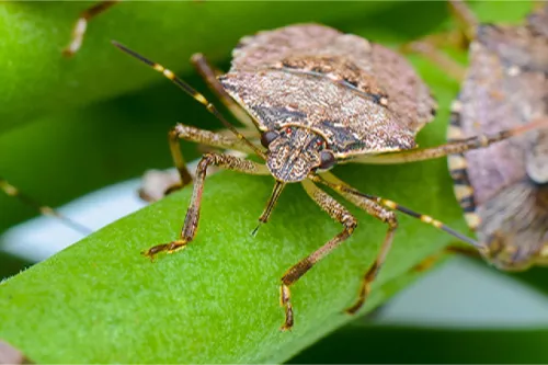 Faecet: bio megoldás a stabilabb termésért